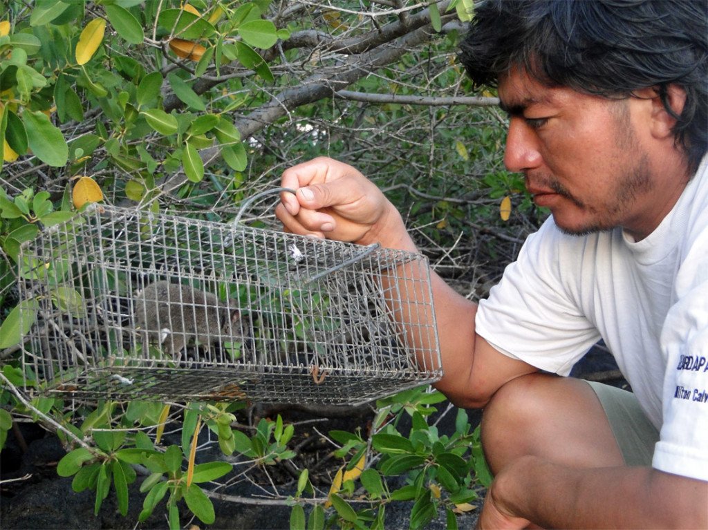 Especies Invasoras Dirección del Parque Nacional Galápagos