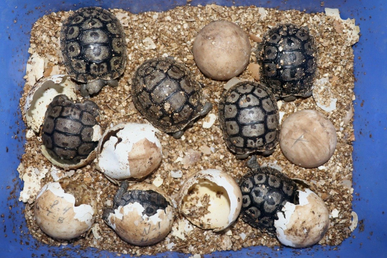 The females hatched first from their eggs at the turtle breeding center